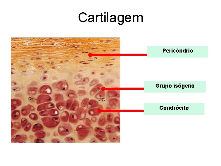 Cartilagem Pericôndrio Grupo isógeno Condrócito 