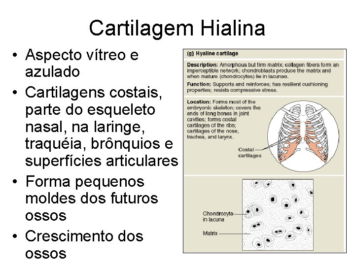 Cartilagem Hialina • Aspecto vítreo e azulado • Cartilagens costais, parte do esqueleto nasal,