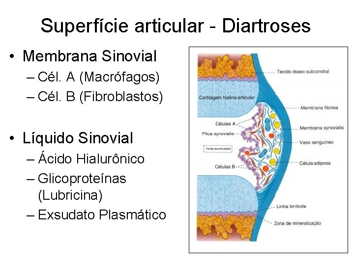 Superfície articular - Diartroses • Membrana Sinovial – Cél. A (Macrófagos) – Cél. B