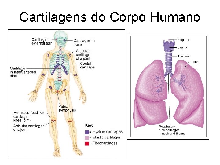 Cartilagens do Corpo Humano 