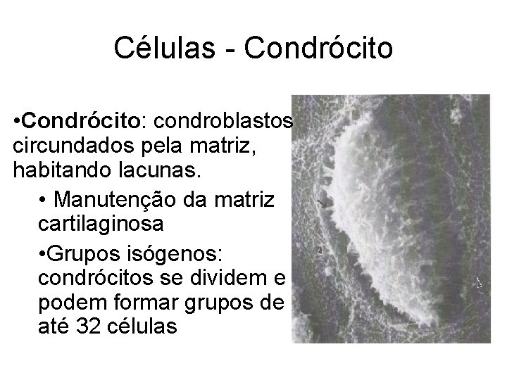 Células - Condrócito • Condrócito: condroblastos circundados pela matriz, habitando lacunas. • Manutenção da