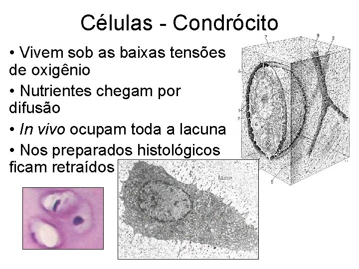 Células - Condrócito • Vivem sob as baixas tensões de oxigênio • Nutrientes chegam