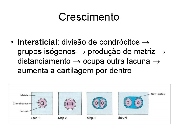 Crescimento • Intersticial: divisão de condrócitos grupos isógenos produção de matriz distanciamento ocupa outra