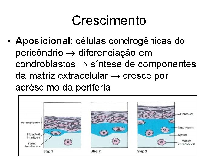 Crescimento • Aposicional: células condrogênicas do pericôndrio diferenciação em condroblastos síntese de componentes da