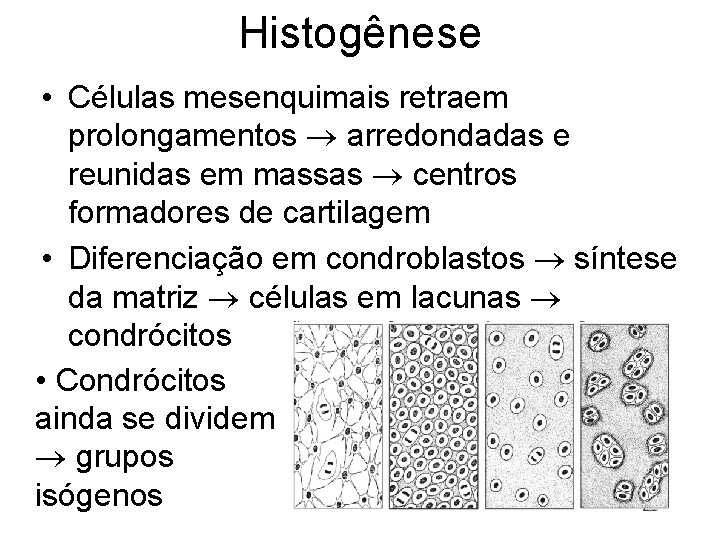 Histogênese • Células mesenquimais retraem prolongamentos arredondadas e reunidas em massas centros formadores de