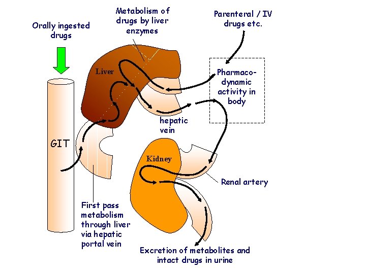 Metabolism of drugs by liver enzymes Orally ingested drugs Parenteral / IV drugs etc.