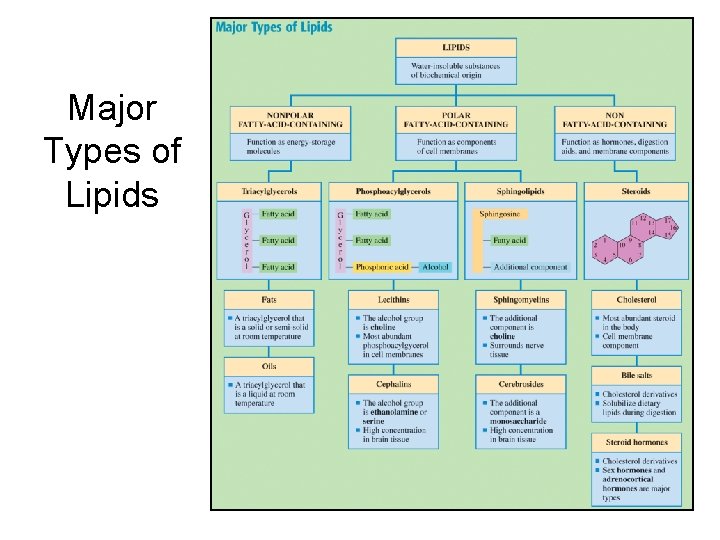Major Types of Lipids Major Types of Lipids