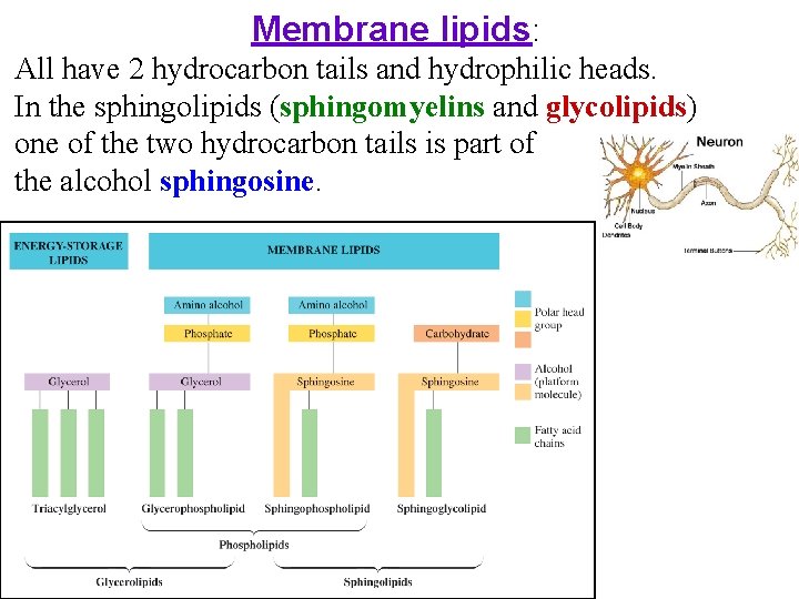 Membrane lipids: All have 2 hydrocarbon tails and hydrophilic heads. In the sphingolipids (sphingomyelins Membrane lipids: All have 2 hydrocarbon tails and hydrophilic heads. In the sphingolipids (sphingomyelins