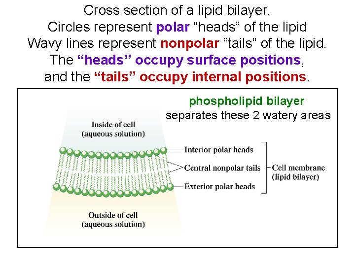 Cross section of a lipid bilayer. Circles represent polar “heads” of the lipid Wavy Cross section of a lipid bilayer. Circles represent polar “heads” of the lipid Wavy