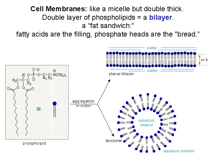 Cell Membranes: like a micelle but double thick. Double layer of phospholipids = a Cell Membranes: like a micelle but double thick. Double layer of phospholipids = a