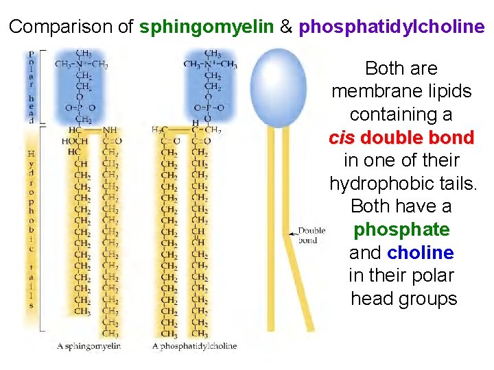 Comparison of sphingomyelin & phosphatidylcholine Both are membrane lipids containing a cis double bond Comparison of sphingomyelin & phosphatidylcholine Both are membrane lipids containing a cis double bond