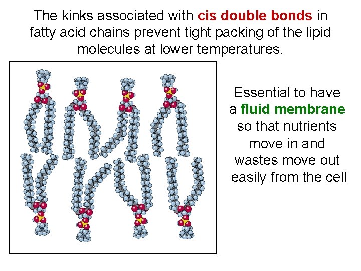 The kinks associated with cis double bonds in fatty acid chains prevent tight packing The kinks associated with cis double bonds in fatty acid chains prevent tight packing
