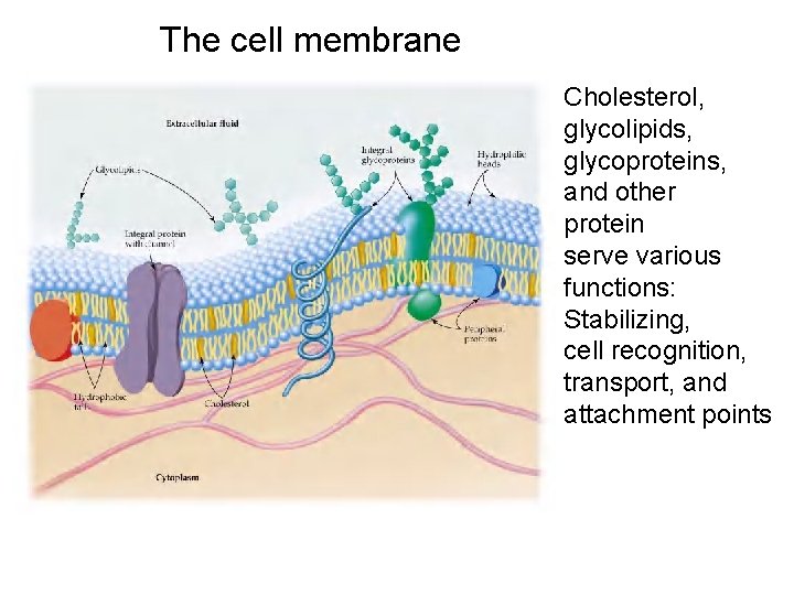 The cell membrane Cholesterol, glycolipids, glycoproteins, and other protein serve various functions: Stabilizing, cell The cell membrane Cholesterol, glycolipids, glycoproteins, and other protein serve various functions: Stabilizing, cell