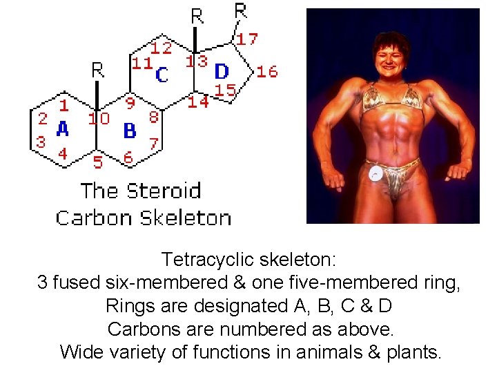 Tetracyclic skeleton: 3 fused six-membered & one five-membered ring, Rings are designated A, B, Tetracyclic skeleton: 3 fused six-membered & one five-membered ring, Rings are designated A, B,