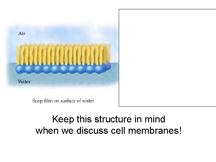 Keep this structure in mind when we discuss cell membranes! Keep this structure in mind when we discuss cell membranes!