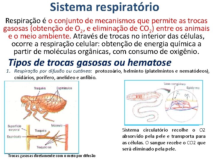 Sistema respiratório Respiração é o conjunto de mecanismos que permite as trocas gasosas (obtenção
