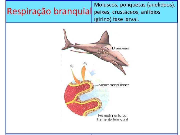 Respiração branquial Moluscos, poliquetas (anelídeos), peixes, crustáceos, anfíbios (girino) fase larval. 