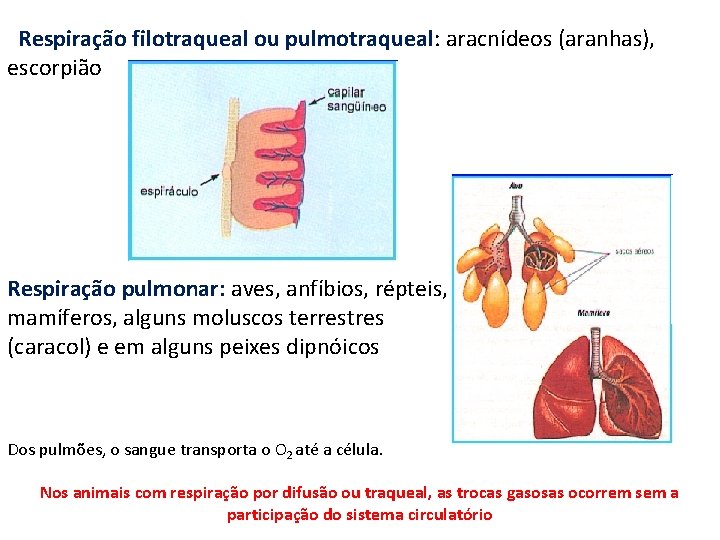 Respiração filotraqueal ou pulmotraqueal: aracnídeos (aranhas), escorpião Respiração pulmonar: aves, anfíbios, répteis, mamíferos, alguns