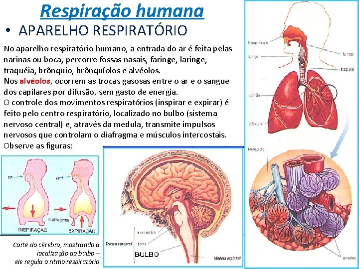 Respiração humana • APARELHO RESPIRATÓRIO No aparelho respiratório humano, a entrada do ar é