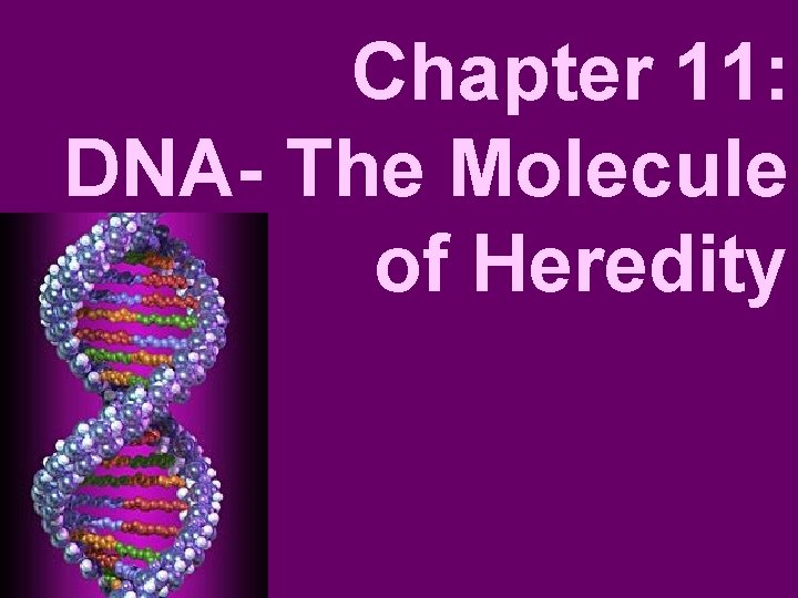 Chapter 11: DNA- The Molecule of Heredity 