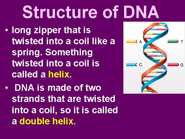 Structure of DNA • long zipper that is twisted into a coil like a