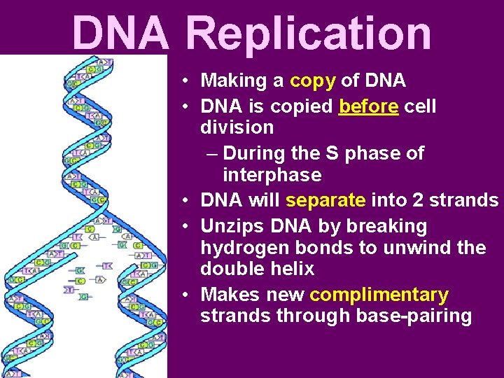 DNA Replication • Making a copy of DNA • DNA is copied before cell