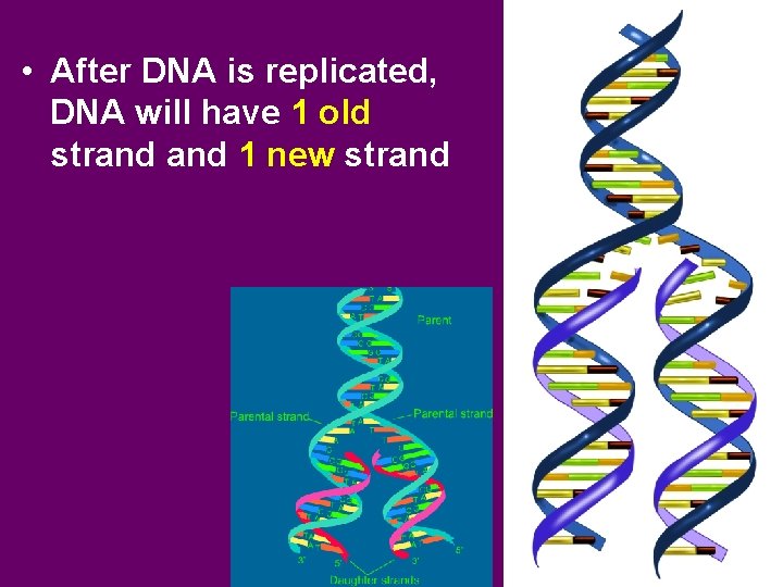  • After DNA is replicated, DNA will have 1 old strand 1 new
