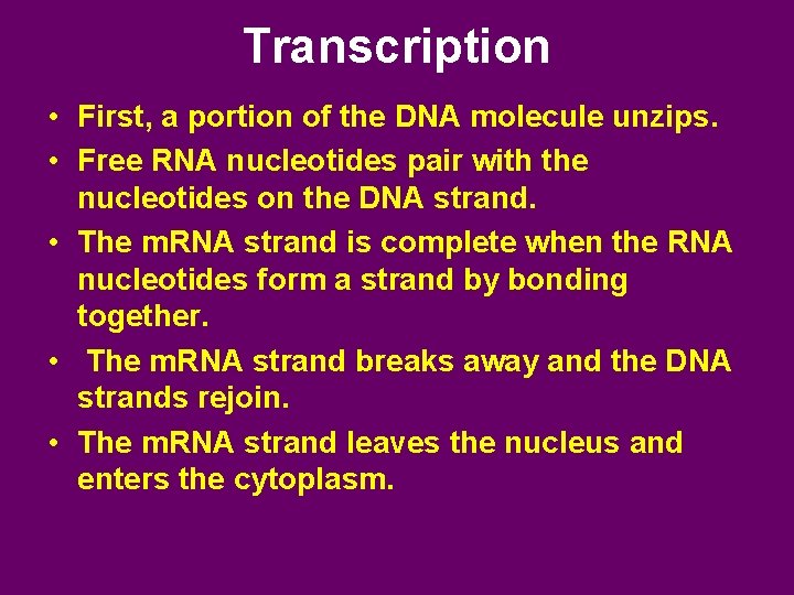 Transcription • First, a portion of the DNA molecule unzips. • Free RNA nucleotides