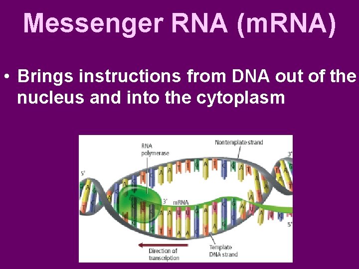 Messenger RNA (m. RNA) • Brings instructions from DNA out of the nucleus and
