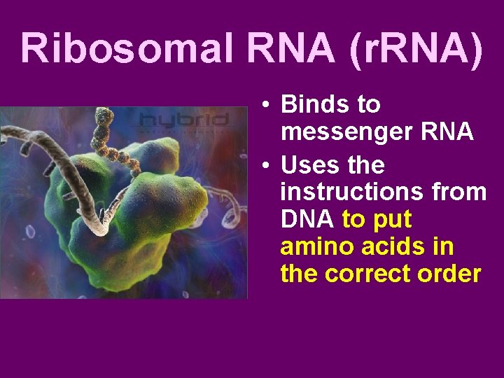Ribosomal RNA (r. RNA) • Binds to messenger RNA • Uses the instructions from