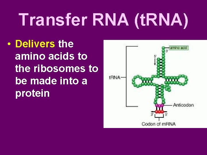 Transfer RNA (t. RNA) • Delivers the amino acids to the ribosomes to be