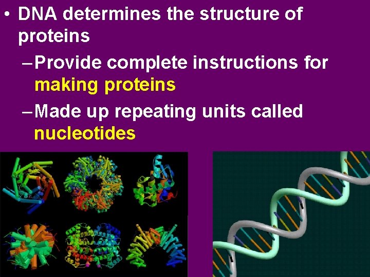  • DNA determines the structure of proteins – Provide complete instructions for making