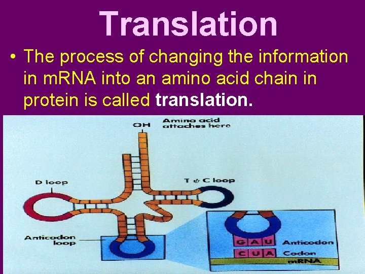Translation • The process of changing the information in m. RNA into an amino