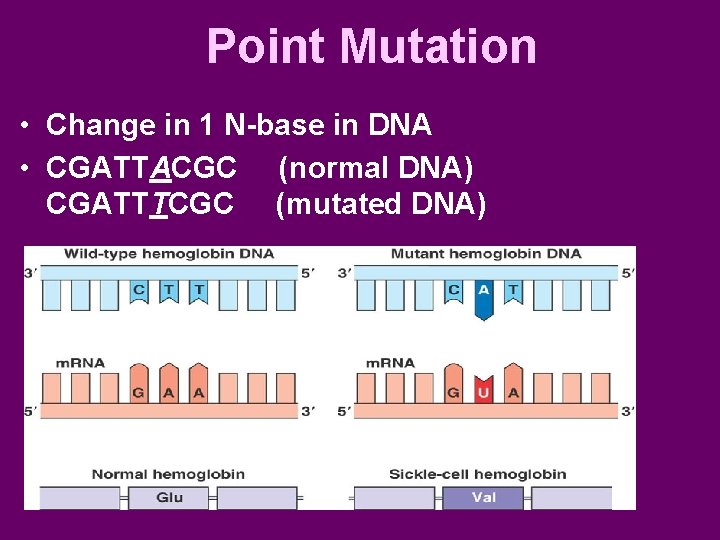 Point Mutation • Change in 1 N-base in DNA • CGATTACGC (normal DNA) CGATTTCGC