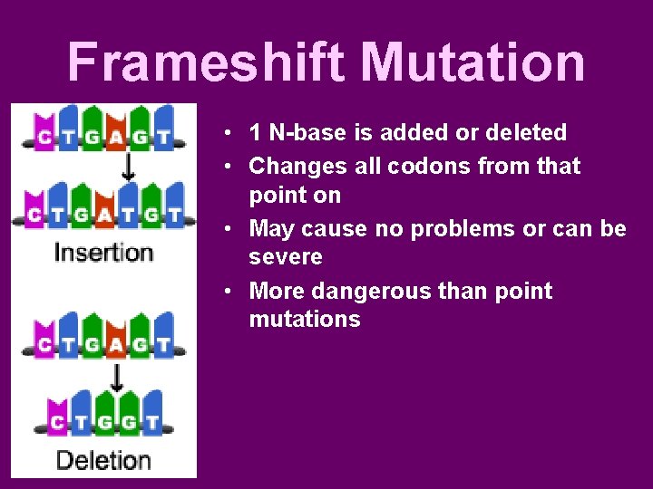 Frameshift Mutation • 1 N-base is added or deleted • Changes all codons from