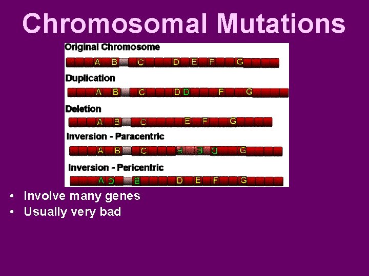 Chromosomal Mutations • Involve many genes • Usually very bad 