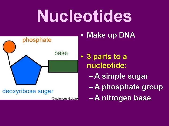 Nucleotides • Make up DNA • 3 parts to a nucleotide: – A simple