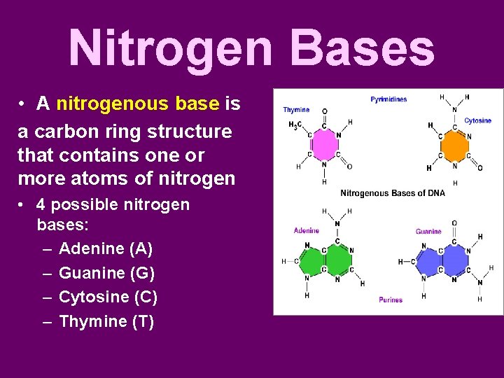 Nitrogen Bases • A nitrogenous base is a carbon ring structure that contains one