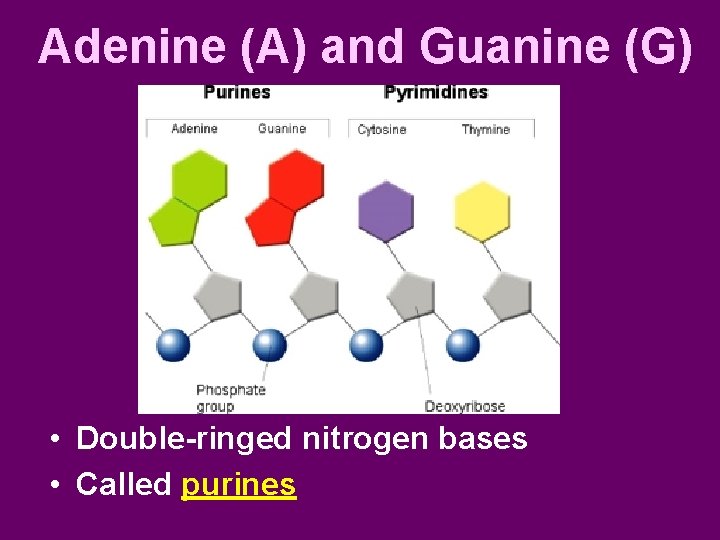 Adenine (A) and Guanine (G) • Double-ringed nitrogen bases • Called purines 