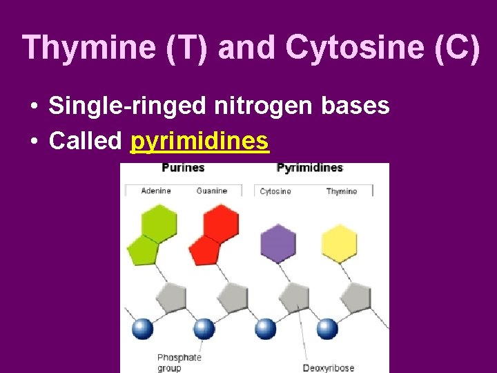 Thymine (T) and Cytosine (C) • Single-ringed nitrogen bases • Called pyrimidines 