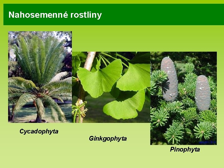 Nahosemenné rostliny Cycadophyta Ginkgophyta Pinophyta 