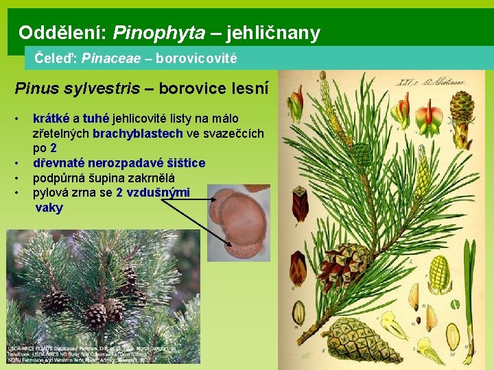 Oddělení: Pinophyta – jehličnany Čeleď: Pinaceae – borovicovité Pinus sylvestris – borovice lesní •
