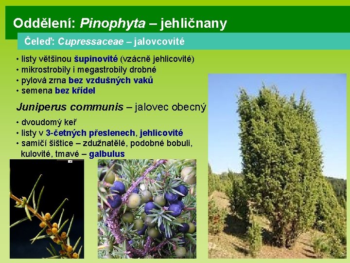 Oddělení: Pinophyta – jehličnany Čeleď: Cupressaceae – jalovcovité • listy většinou šupinovité (vzácně jehlicovité)