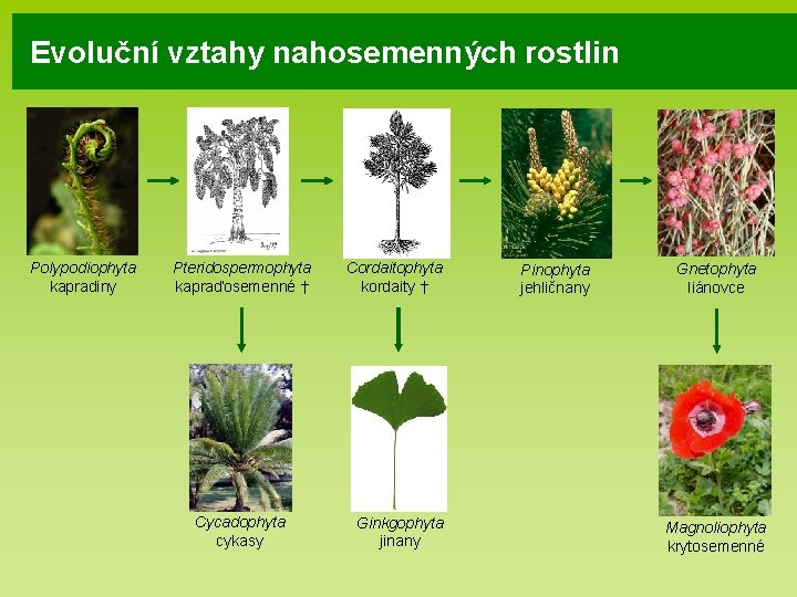Evoluční vztahy nahosemenných rostlin Polypodiophyta kapradiny Pteridospermophyta kapraďosemenné † Cycadophyta cykasy Cordaitophyta kordaity †