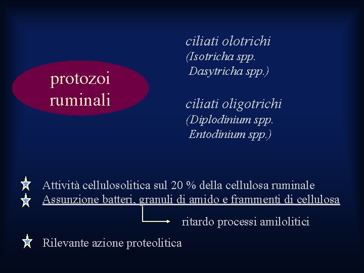 ciliati olotrichi protozoi ruminali (Isotricha spp. Dasytricha spp. ) ciliati oligotrichi (Diplodinium spp. Entodinium ciliati olotrichi protozoi ruminali (Isotricha spp. Dasytricha spp. ) ciliati oligotrichi (Diplodinium spp. Entodinium