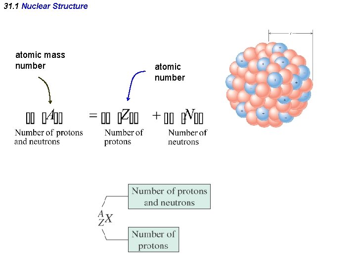 31. 1 Nuclear Structure atomic mass number atomic number 