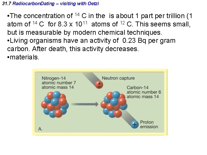 31. 7 Radiocarbon. Dating – visiting with Oetzi • The concentration of 14 C