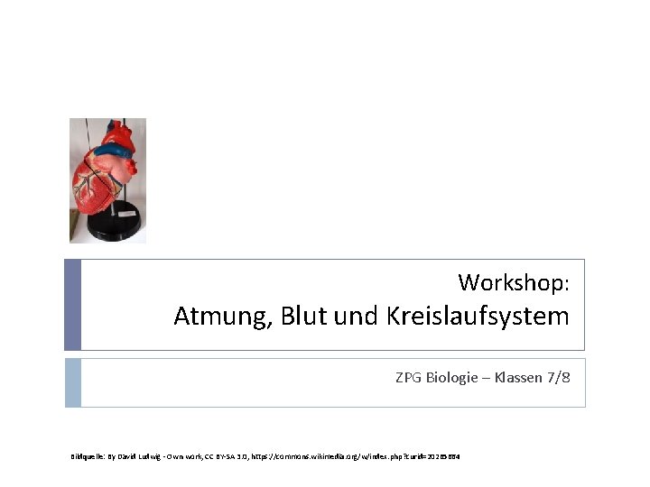 Workshop: Atmung, Blut und Kreislaufsystem ZPG Biologie – Klassen 7/8 Bildquelle: By David Ludwig