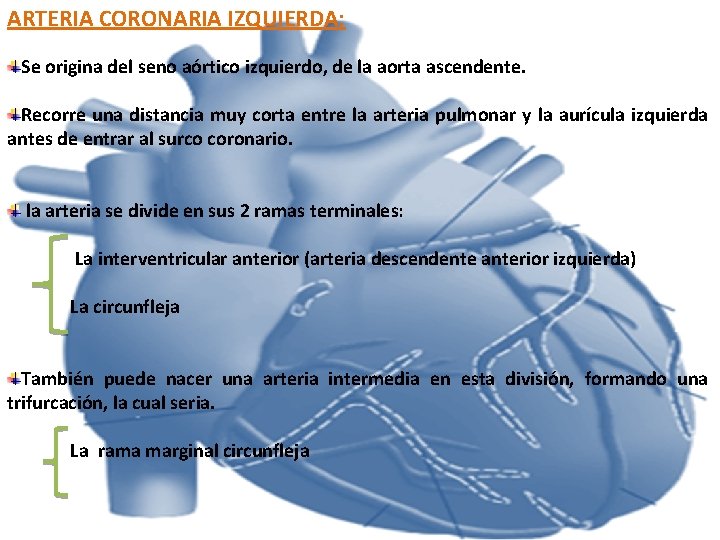 ARTERIA CORONARIA IZQUIERDA: Se origina del seno aórtico izquierdo, de la aorta ascendente. Recorre ARTERIA CORONARIA IZQUIERDA: Se origina del seno aórtico izquierdo, de la aorta ascendente. Recorre