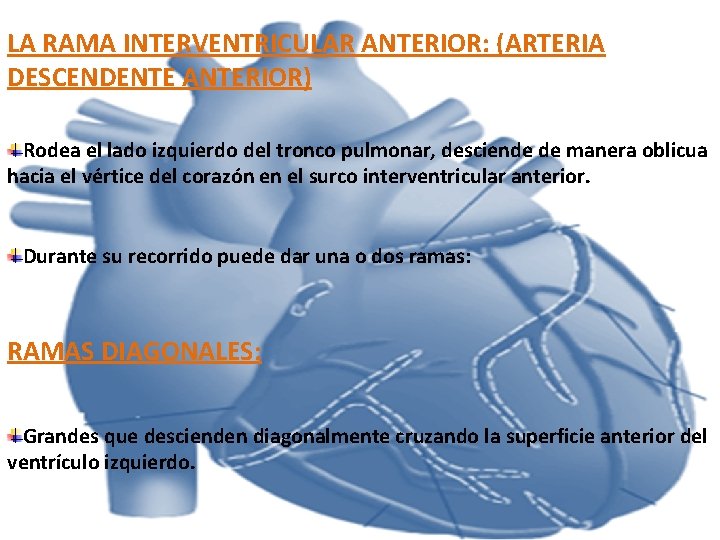 LA RAMA INTERVENTRICULAR ANTERIOR: (ARTERIA DESCENDENTE ANTERIOR) Rodea el lado izquierdo del tronco pulmonar, LA RAMA INTERVENTRICULAR ANTERIOR: (ARTERIA DESCENDENTE ANTERIOR) Rodea el lado izquierdo del tronco pulmonar,